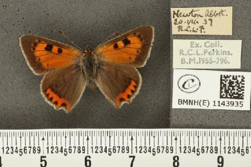 Lycaena phlaeas eleus ab. bipunctata Tutt, 1906 - BMNHE_1143935_108852