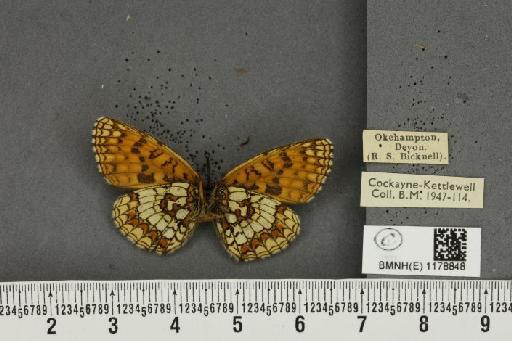 Melitaea athalia ab. ligata Caruel, 1944 - BMNHE_1178848_56563