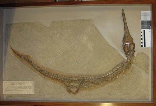 Rhacheosaurus gracilis von Meyer, 1831 - PV R 3948 Rhacheosaurus gracilis whole slab