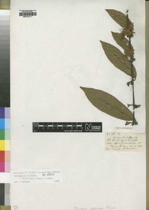 Tricalysia elliotii var. elliotii (Schum) Hutch. & Dalziel - BM000903137