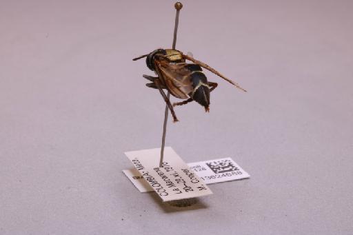 Peradon trivittatus (Curran, 1925) - 013624688_additional_2