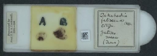 Pendularia jaliscensis Cockerell & Cockerell, 1902 - 010170183_117398_7804811