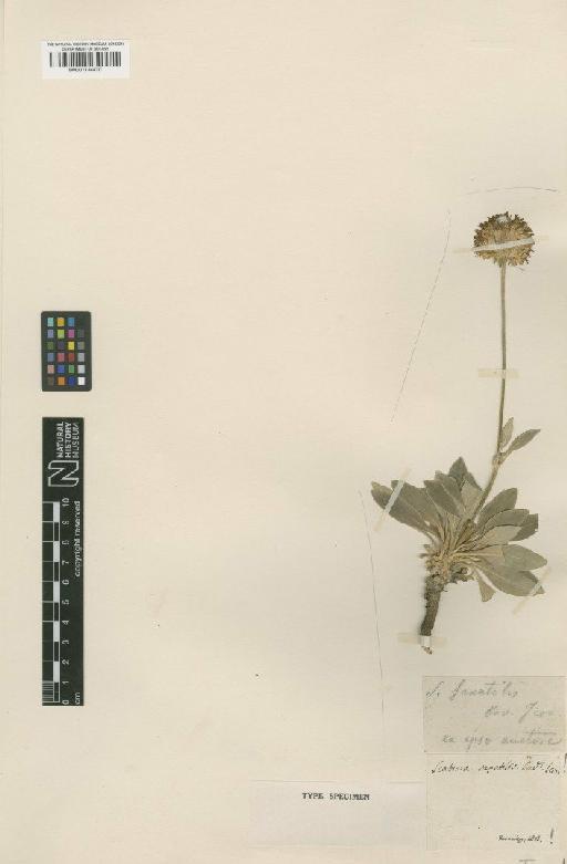 Scabiosa saxatilis Cav. - BM001134470