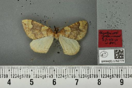 Eulithis populata (Linnaeus, 1758) - BMNHE_1762779_a_344304