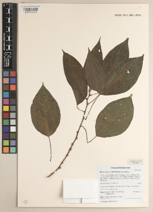 Pouzolzia occidentalis (Liebm.) Wedd. - 014636698
