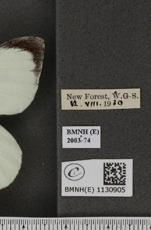 Pieris brassicae (Linnaeus, 1758) - BMNHE_1130905_label_87613