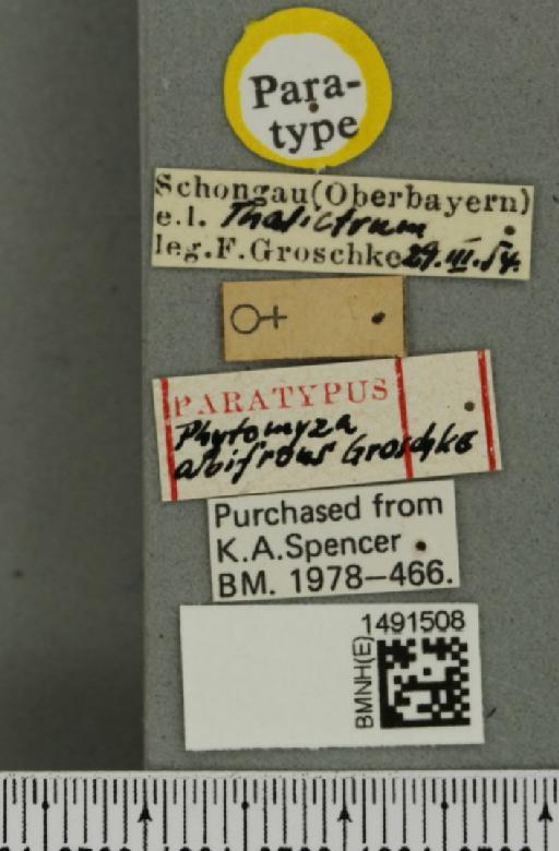 Phytomyza albifrons Groschke, 1957 - BMNHE_1491508_label_53146