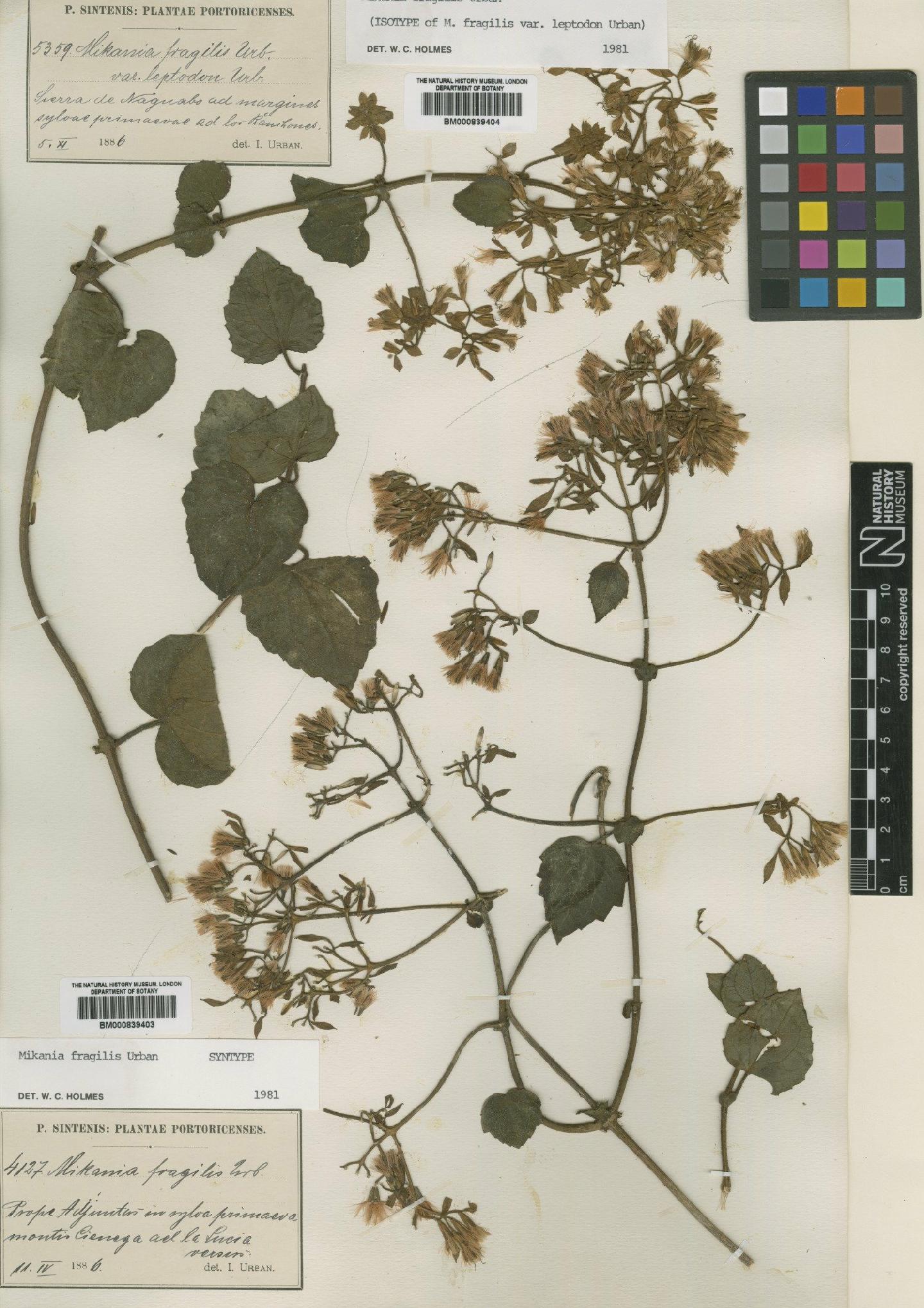 To NHMUK collection (Mikania fragilis Urb.; Syntype; NHMUK:ecatalogue:4993291)