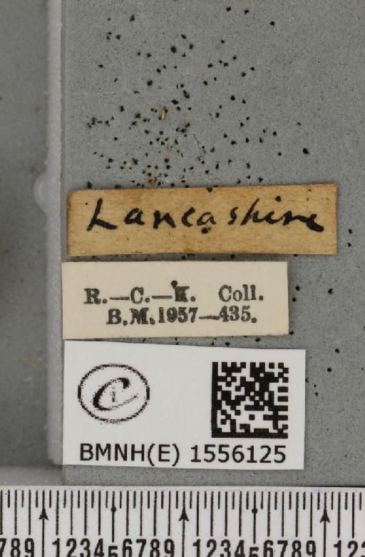 Dicallomera fascelina ab. nigrofusa Cockayne, 1951 - BMNHE_1556125_label_255956