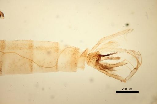 Phlebotomus (Adlerius) angustus Artemiev - Phlebotomus_angustus-010210145-Abdomen_malegenitalia-10x_1_6