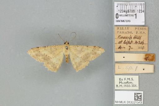 Luxiaria emphatica Prout, 1925 - 013321543_815140_1401670