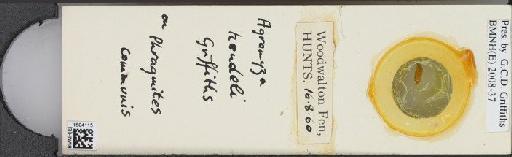 Agromyza hendeli Griffiths, 1963 - BMNHE_1504115_59237