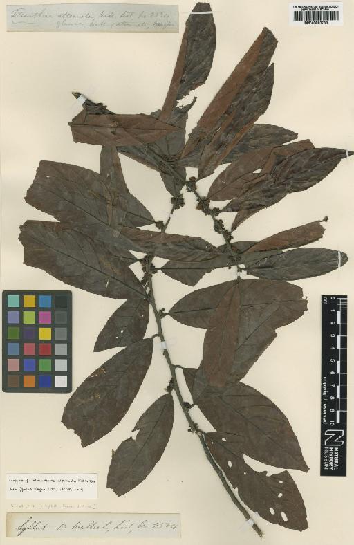 Litsea salicifolia (Roxb. ex Nees) Hook.f. - BM000880708