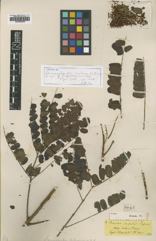Dimorphandra gardneriana Tul - BM000952240