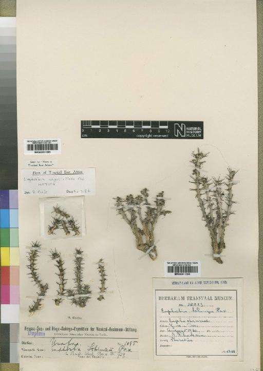 Euphorbia angustiflora Pax - BM000911265