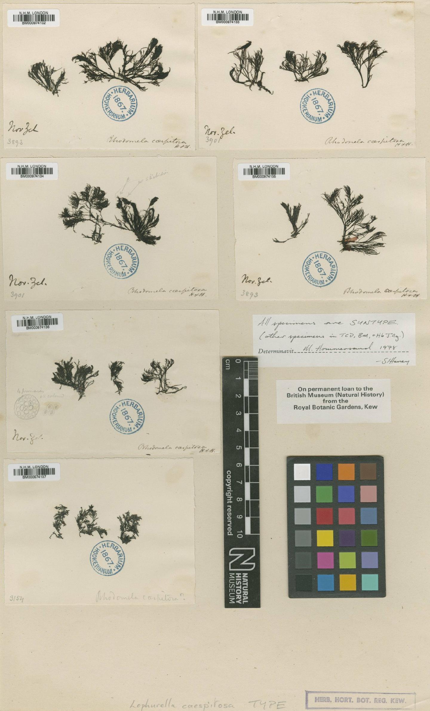 To NHMUK collection (Lophurella caespitosa (Harv.) Falkenb.; Syntype; NHMUK:ecatalogue:722728)