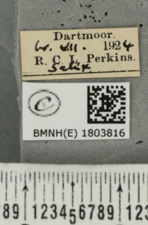 Pasiphila rectangulata (Linnaeus, 1758) - BMNHE_1803816_label_378139