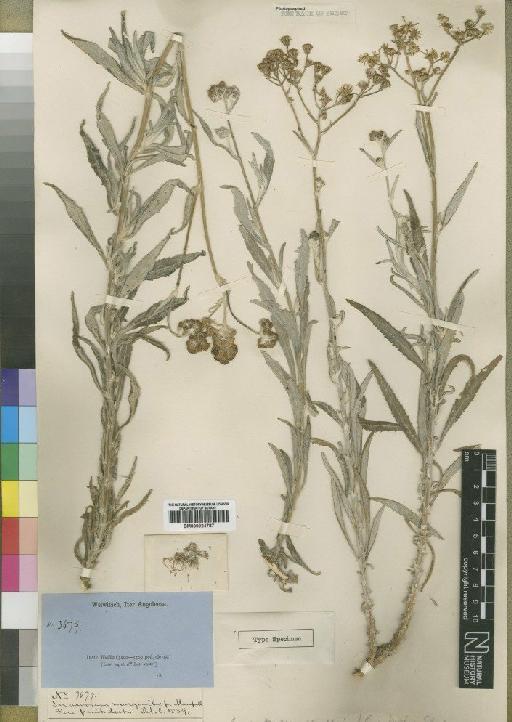 Senecio brittenianus Hiern - BM000924787