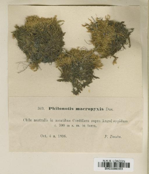 Philonotis macropyxis Dusén - BM000960333