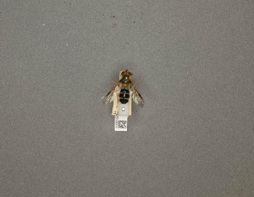 Leucozona (Ischyrosyrphus) glaucius (Linnaeus, 1758) - 012510089_807838_1284001