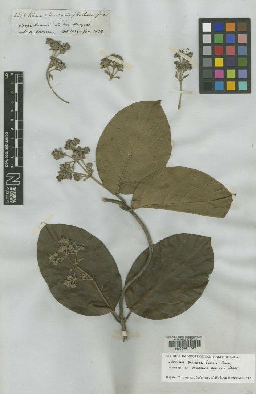 Jubelina bracteosa (Griseb.) Cuatrec. - BM000611547