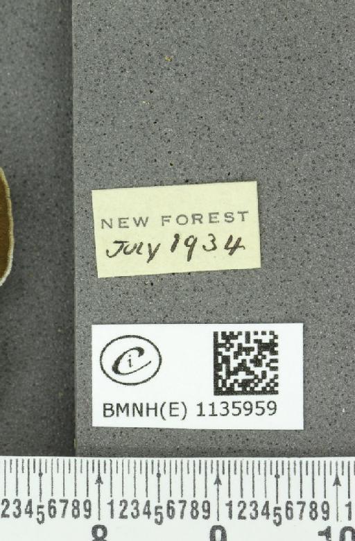 Neozephyrus quercus ab. caerulescens Lempke, 1936 - BMNHE_1135959_label_94050