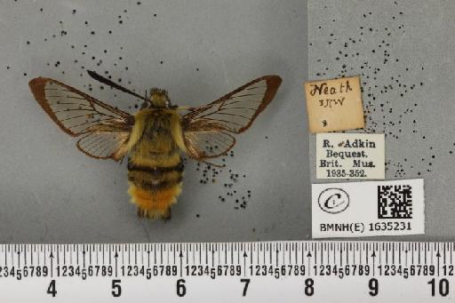 Hemaris tityus (Linnaeus, 1758) - BMNHE_1635231_205229