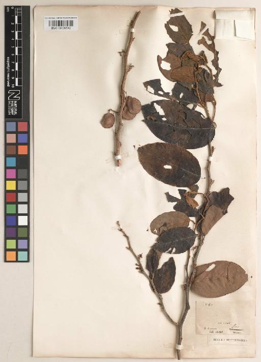 Dalbergia ecastaphyllum (L.) Taub. - BM013406542