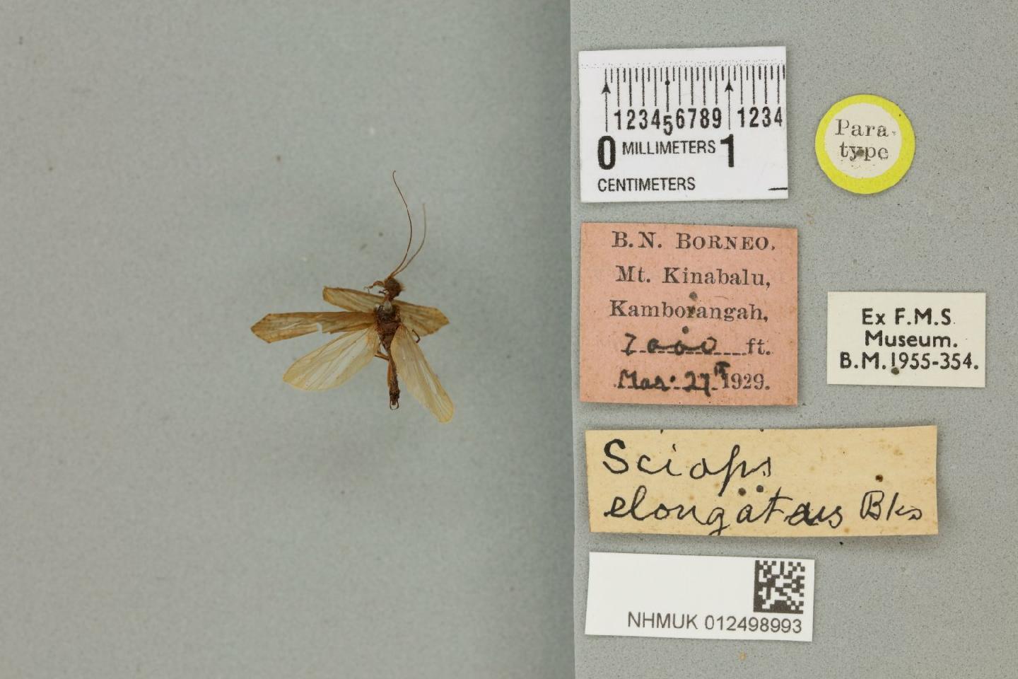 Diplectrona elongata