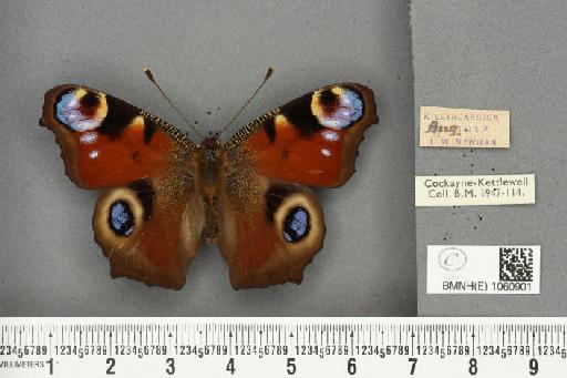 Inachis io ab. irenea Prüffer, 1921 - BMNHE_1060901_21424