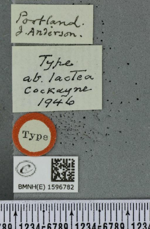 Idaea degeneraria ab. lactea Cockayne, 1946 - BMNHE_1596782_label_298753