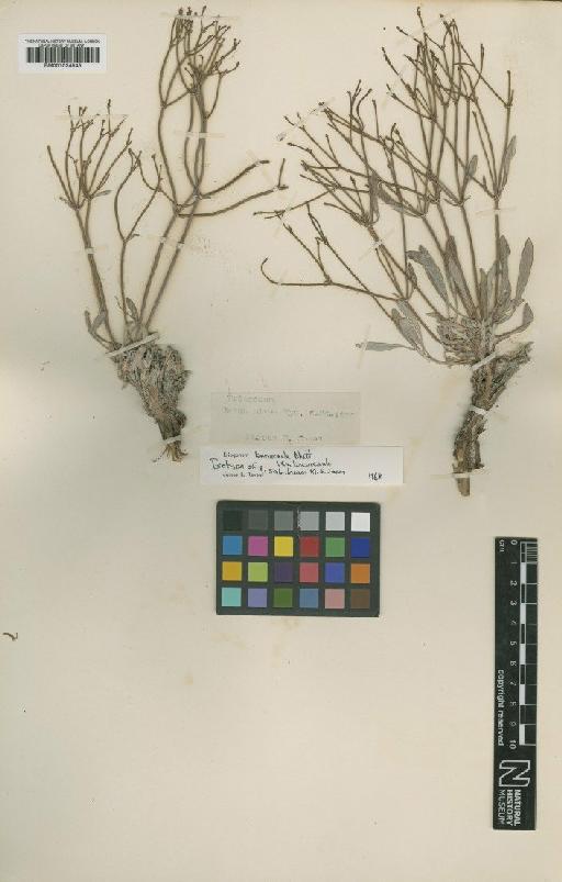 Eriogonum brevicaule var. brevicaule Nutt. - BM001024545