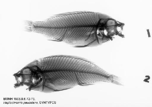 Haplochromis paucidens Regan, 1921 - BMNH 1906.9.6.72-73, SYNTYPES, Haplochromis paucidens Radiograph