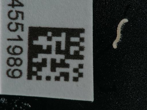 Macrosternodesmus palicola Brölemann, 1908 - 014551989_1