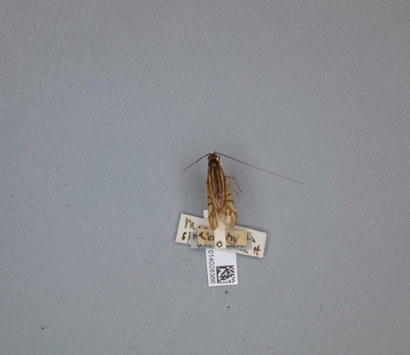 Macrostemum splendidum