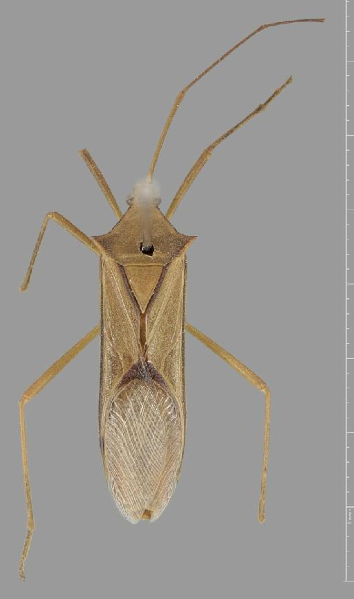 Homoeocerus mundus Walker, 1871 - Homoeocerus mundus-BMNH(E)884101-Syntype female dorsal