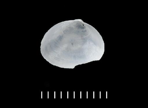 Scintilla lactea subterclass Euheterodonta G. B. Sowerby II, 1865 - 20110190_c