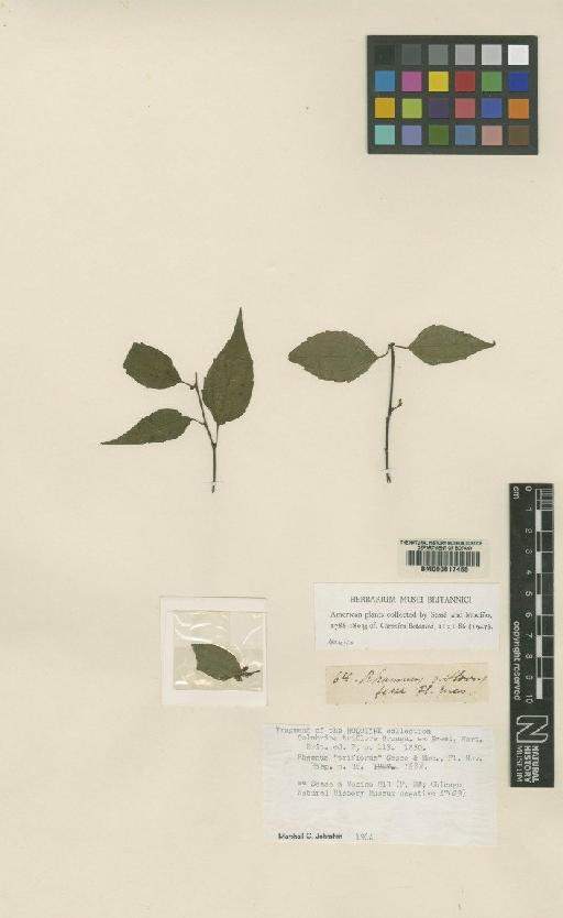 Colubrina triflora Brongn. ex Sweet - BM000617455