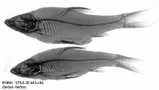 Barbus mattozi Guimaraes, 1884 - BMNH 1975.6.20.483-484, Barbus mattozi, Radiograph
