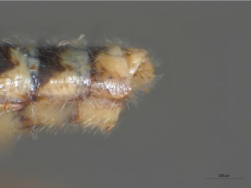 Heterotropus taurus Bowden, 1967 - 010629049_Heterotropus_taurus_terminalia_lateral_Paratype