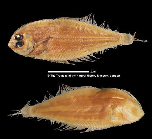 Laeops parviceps Günther, 1880 - BMNH 1890.2.26.149-150_a, SYNTYPE, Laeops parviceps