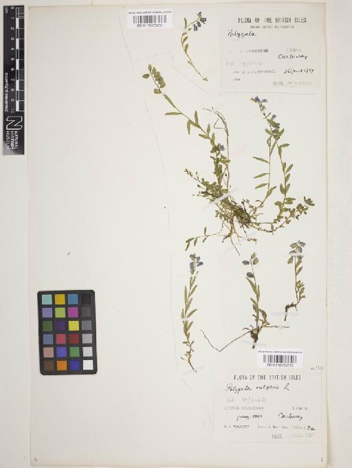 Polygala vulgaris L. - 013863636
