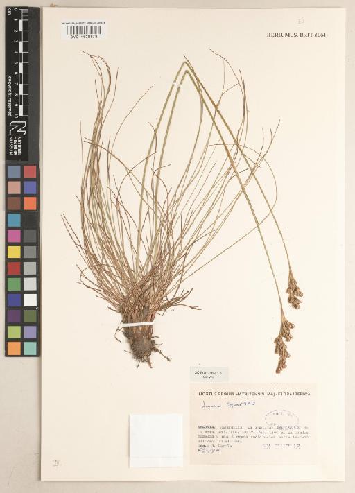 Juncus squarrosus L. - 014636878