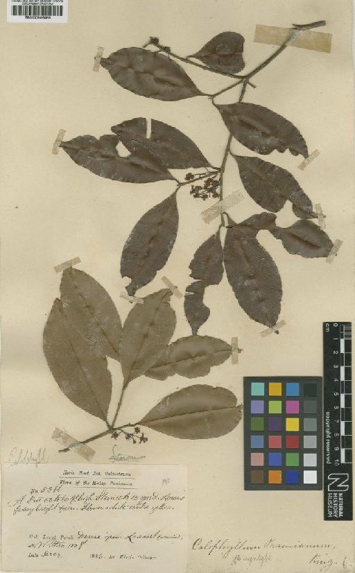 Calophyllum floribundum Hook.f. - BM000946498