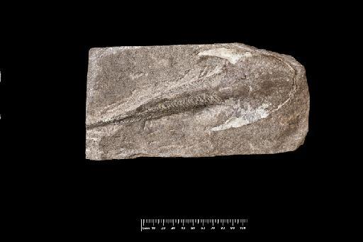 Cephalaspis lyelli Agassiz - NHM-UK_PV_OR_200087