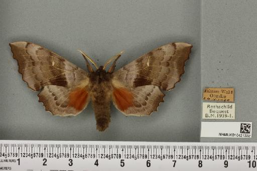 Laothoe populi populi (Linnaeus, 1758) - NHMUK_010421332_526339