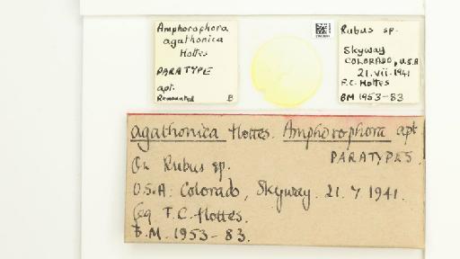 Amphorophora agathonica Hottes, 1950 - 014839304_112447_1092711_157842_Type