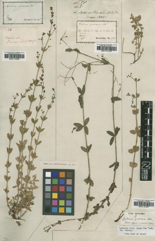 Galium pilosum Aiton - BM001024838