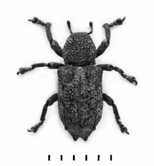 Styanax scrobiculatus Roelofs, 1879 - Styanax scrobiculatus-BMNH(E)1237661-dorsal mono