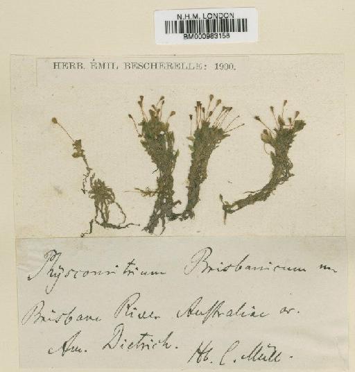 Physcomitrium brisbanicum Müll.Hal. - BM000983158